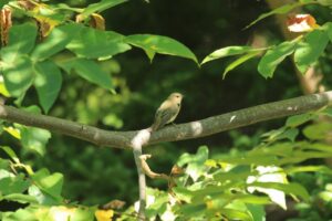 キビタキ♀2023年9月22日学びの森にて