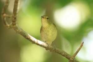 キビタキ♀2023年9月29日