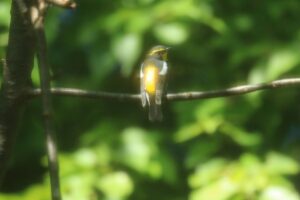 キビタキ♂2023年9月22日森の家の裏に来た