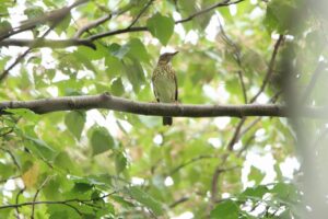 クロツグミ♀2023年9月29日