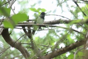 クロツグミ♂2023年9月29日