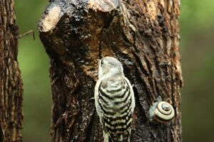 サッポロマイマイ2023年9月8日コゲラ