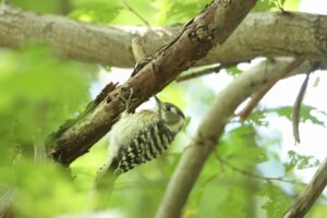 コゲラ2023年9月8日