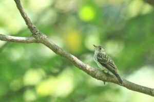 コサメビタキ幼鳥2023年9月1日