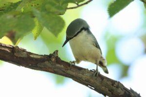 ゴジュウカラ2023年9月1日