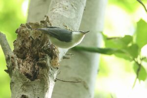 ゴジュウカラ2023年9月15日亜種シロハラゴジュウカラ