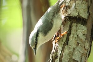 ゴジュウカラ（亜種シロハラゴジュウカラ）2023年9月8日