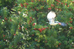 ゴジュウカラ2023年9月22日亜種シロハラゴジュウカラ