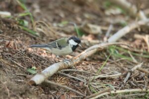 シジュウカラ2023年9月1日