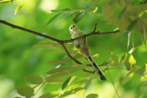 シマエナガ2023年9月15日1