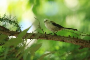 シマエナガ2023年9月15日3