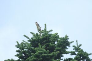 シメ♀2023年9月1日