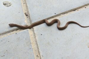 シマヘビ幼蛇2023年9月15日2