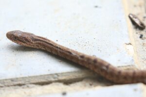 シマヘビ幼蛇2023年9月15日1