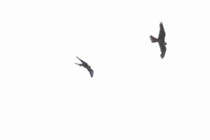 チゴハヤブサ2023年9月1日