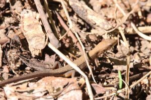 ニホンカナヘビ幼体2023年9月8日