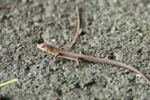 ニホンカナヘビ幼体2023年9月22日