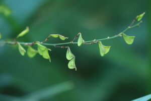 ヌスビトハギ種子2023年9月22日