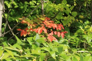 ヌルデ2023年9月29日