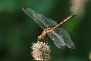 ノシメトンボ2023年9月1日