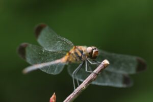 ノシメトンボ2023年9月8日