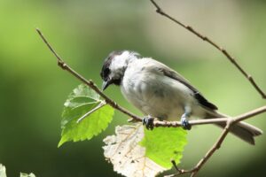 ハシブトガラ2023年9月1日