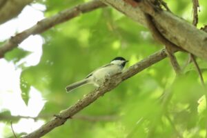 ハシブトガラ2023年9月8日