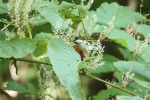 ハシブトガラ2023年9月15日