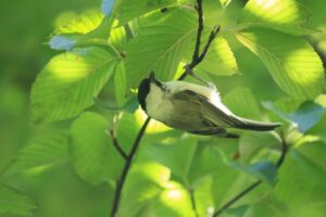 ハシブトガラ2023年9月22日