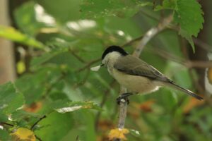 ハシブトガラ2023年9月29日