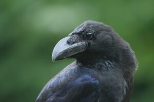 ハシブトガラス2023年9月1日