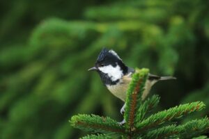 ヒガラ2023年9月22日