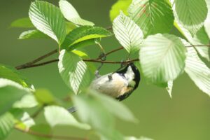 ヒガラ2023年9月29日