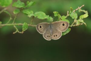 ヒメウラナミジャノメ2023年9月23日