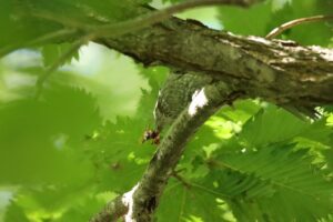 ヒヨドリ2023年9月22日