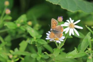 ベニシジミ2023年9月8日