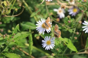 ベニシジミ2023年9月29日