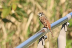 ホオジロ♂2023年9月29日