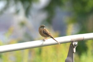 ホオジロ幼鳥2023年9月29日