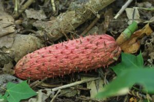 ホオノキ2023年9月8日種子が入った実