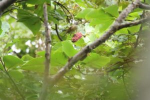 マミチャジナイ2023年9月29日