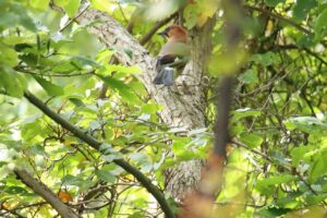 亜種ミヤマカケス2023年9月29日