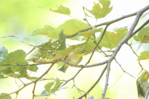 メジロ2023年9月8日