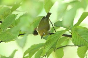 メジロ2023年9月15日