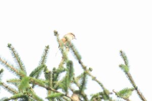 モズ2023年9月22日高鳴き