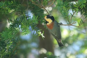 ヤマガラ2023年9月22日イチイの木に