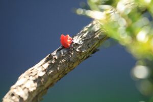 イチイの実2023年9月22日そぎ落とし