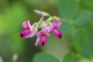 ヤマハギ2023年9月15日