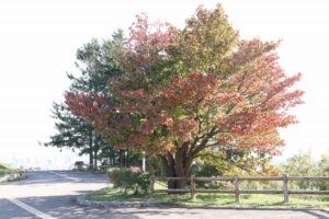 旭山記念公園紅葉情報2023年10月11日3展望台一本桜
