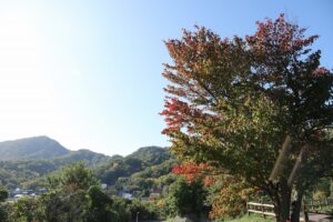 旭山記念公園紅葉情報2023年10月11日2展望台一本桜と藻岩山